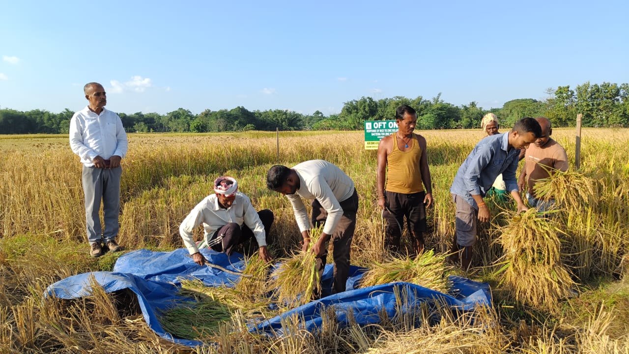 Crop cutting under OFT Programme